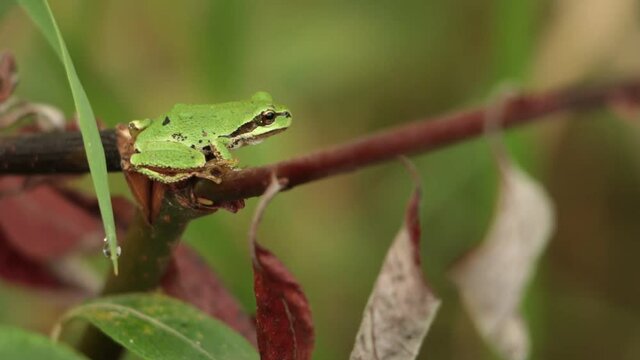 Pacific Tree Frog on Branch