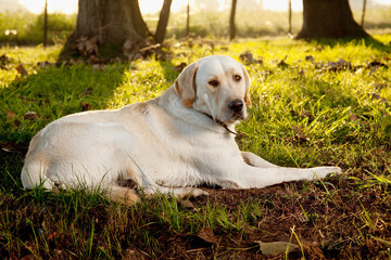 Dog sitting in a field at dawn