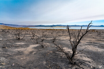 Burned area at Mono Lake from the Beach Fire