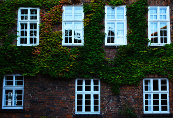 Fototapeta na wymiar ivy plant covered red bricked wall with white window Nienburg Weser Lower Saxony Germany