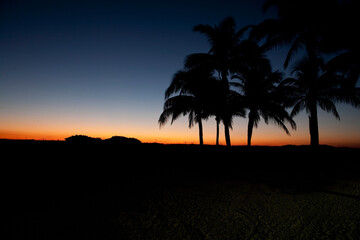 Silhouette of palm trees on the beach at sunset, Miami Beach, Florida, USA