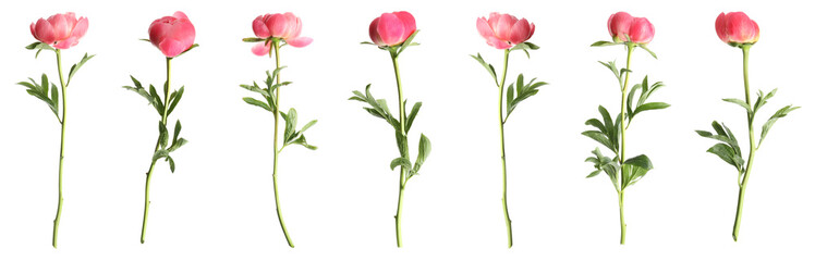 Set of beautiful coral peony flowers on white background. Banner design © New Africa