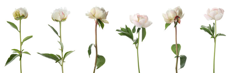 Obraz premium Set of beautiful peony flowers on white background. Banner design