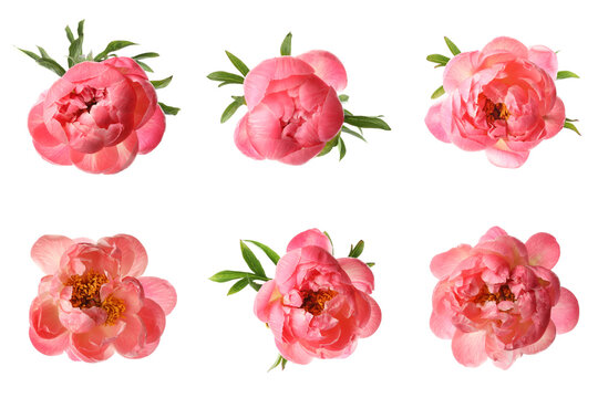 Set of beautiful coral peony flowers on white background