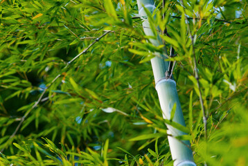 Bamboo in a forest