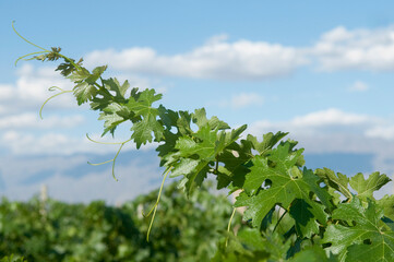 Fototapeta na wymiar Close-up of a grape vine, Fatima Valley, Chilecito, La Rioja Province, Argentina