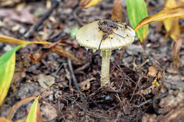 Mushroom Amanita phalloides in the forest, selective focus.