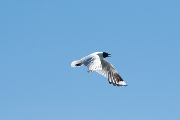 Brown-Hooded gull (Chroicocephalus maculipennis) in flight, Villa Pehuenia, Neuquen Province, Argentina