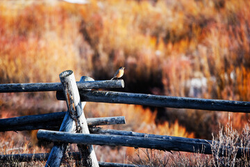 Wooden fence in a field, Yellowstone National Park, Wyoming, USA