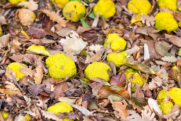 Background Adam's apple (McClure) of grass and leaves. Fruits of maclura pomifera (osage orange, horse apple, adam's apple) grow in wild on tree. Fruits are used in alternative medicine.