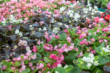 Background with variety of plants and flowers. Many flowers in greenhouse. Production and cultivation flowers.