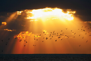 Flock of birds flying over the ocean at sunset, Key West, Florida, USA