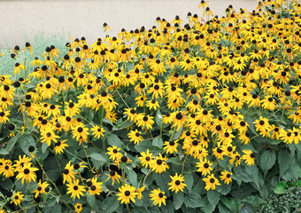 The incredibly blooming Rudbeckia fulgida var sullivantii 'Goldsturm'. Background of beautiful yellow flowers.