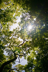 Sun shining through trees