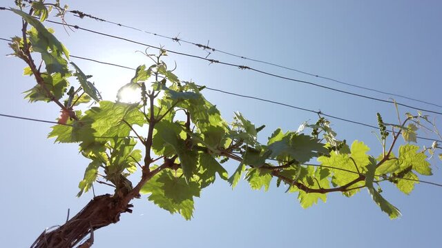 vineyard rows. grape trees in spring. low angle view, sun rays