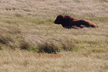 Cow in a field, California, USA