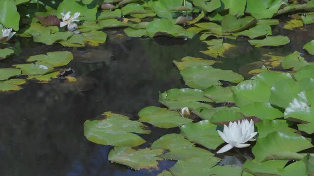 White Lily Pads On Pond Lotus Flowers