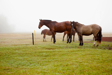 Horses in a ranch