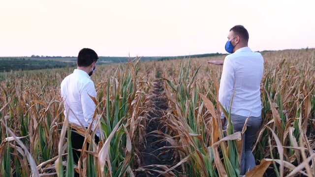 Two farmers with protective masks on their faces disappointed, walking through a cornfield and talking about the threat of crops due to drought.