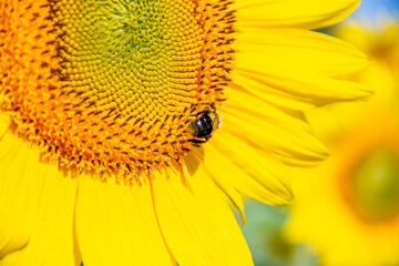 Bee looking for sum nectar on sunflowers in a sunflower field