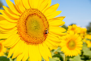 Bee looking for sum nectar on sunflowers in a sunflower field