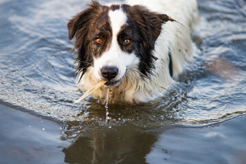 cute white dog swimming in lake