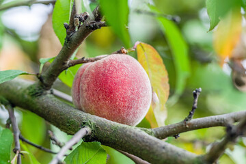 the last ripening fruit on the peach tree