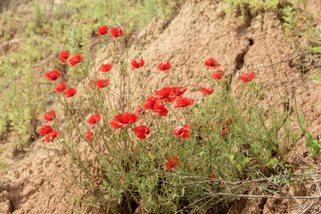 Blooming brilliant red Poppies. Flowers Red poppies bloom in the wild field. Beautiful field red poppies with selective focus, soft light. Natural Drugs - Opium Poppy. Glade of red wildflowers