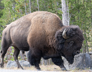 american bison buffalo © Daniel