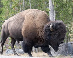 Stof per meter american bison buffalo © Daniel