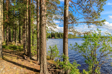 Pine forest on the lake shore on sunny summer day