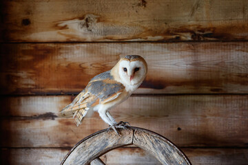 Obraz premium Barn owl (Tyto alba) sitting in an old barn in Gelderland in the Netherlands.