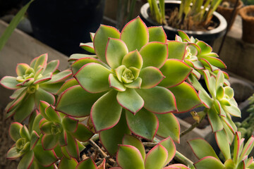 Succulent plants. Closeup view of an Aeonium haworthii Kiwi, beautiful rosette of green leaves with...