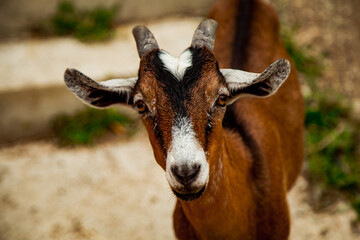 domestic goat walks on the farm