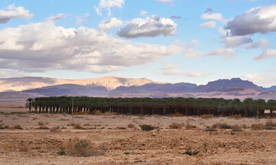 Obraz premium Palm trees plantation in dry desert, clouds above mountains in distance