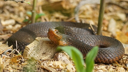 Young Vipera berus, the common European adder or common European viper, captured in Oka state reserve, Russia