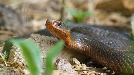 Young Vipera berus, the common European adder or common European viper, captured in Oka state reserve, Russia