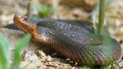 Fototapeta premium Young Vipera berus, the common European adder or common European viper, captured in Oka state reserve, Russia