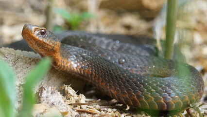 Young Vipera berus, the common European adder or common European viper, captured in Oka state reserve, Russia