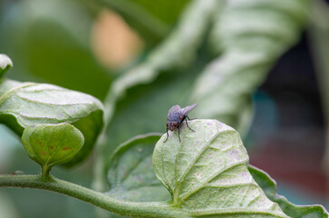 Macro shot of a housefly (musca domestica) on a leaf