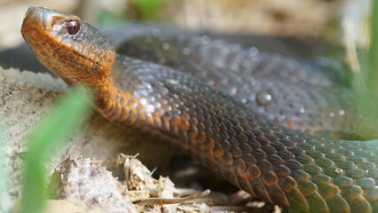 Young Vipera berus, the common European adder or common European viper, captured in Oka state reserve, Russia