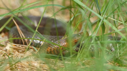 Young Vipera berus, the common European adder or common European viper, captured in Oka state reserve, Russia