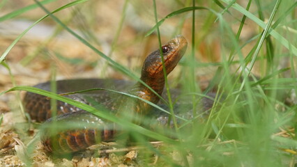 Young Vipera berus, the common European adder or common European viper, captured in Oka state...