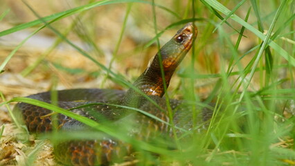 Young Vipera berus, the common European adder or common European viper, captured in Oka state...