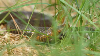 Young Vipera berus, the common European adder or common European viper, captured in Oka state reserve, Russia