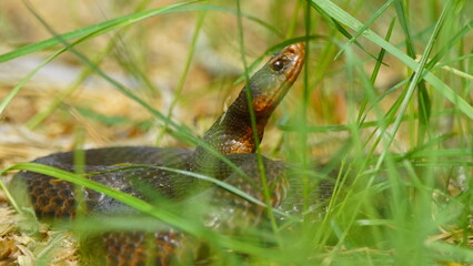 Young Vipera berus, the common European adder or common European viper, captured in Oka state reserve, Russia