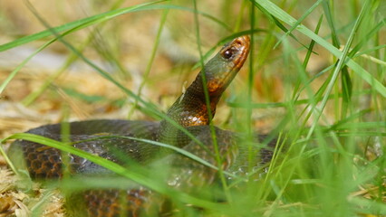 Young Vipera berus, the common European adder or common European viper, captured in Oka state reserve, Russia