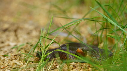 Young Vipera berus, the common European adder or common European viper, captured in Oka state...