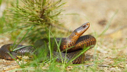 Young Vipera berus, the common European adder or common European viper, captured in Oka state...