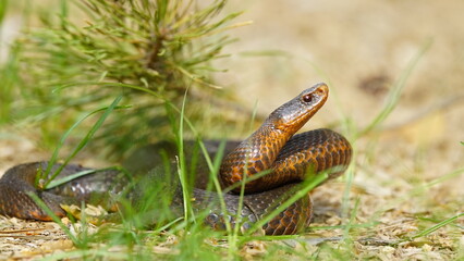 Young Vipera berus, the common European adder or common European viper, captured in Oka state reserve, Russia